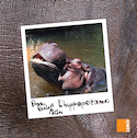 Hippopotame (L')